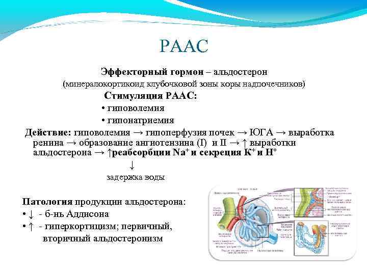 РААС Эффекторный гормон – альдостерон (минералокортикоид клубочковой зоны коры надпочечников) Стимуляция РААС: • гиповолемия