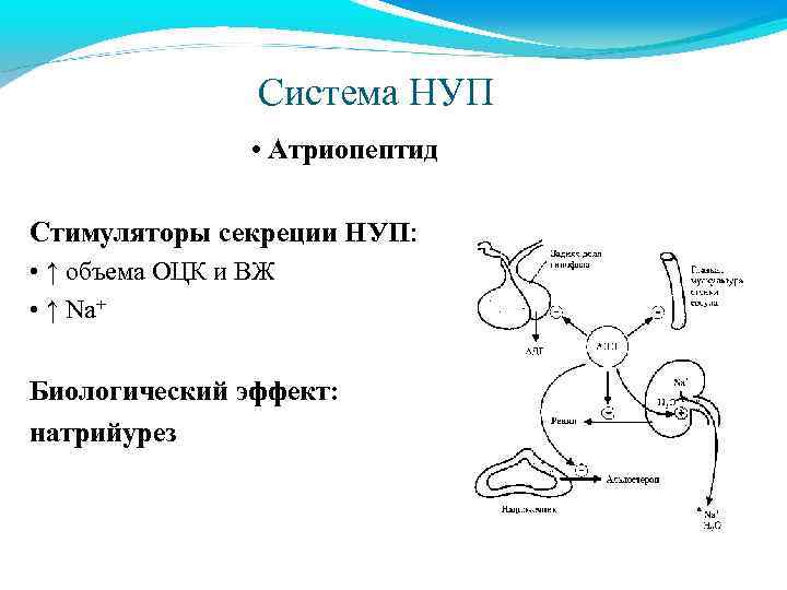 Стимуляторы секреции АДГ. Атриопептид регуляция секреции. Биологические эффекты АДГ. Нуп фармакология.