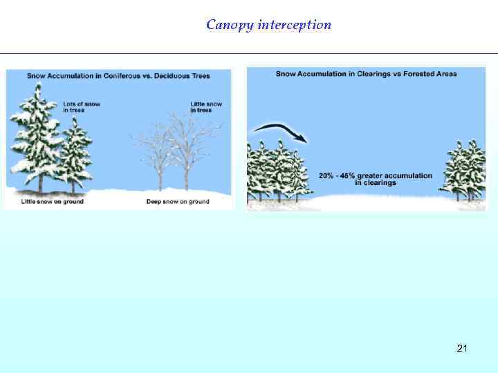 Canopy interception 21 