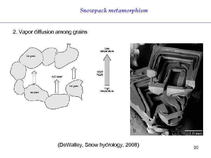 Snowpack metamorphism 2. Vapor diffusion among grains (De. Walley, Snow hydrology, 2008) 30 