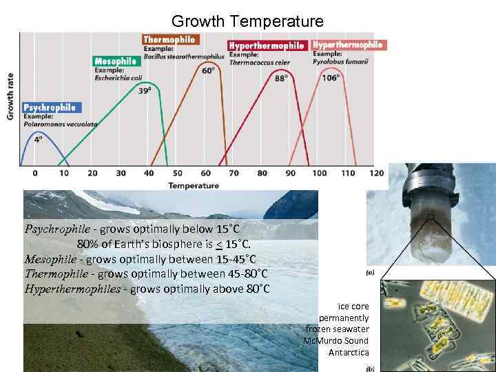 Growth Temperature Psychrophile - grows optimally below 15˚C 80% of Earth’s biosphere is <