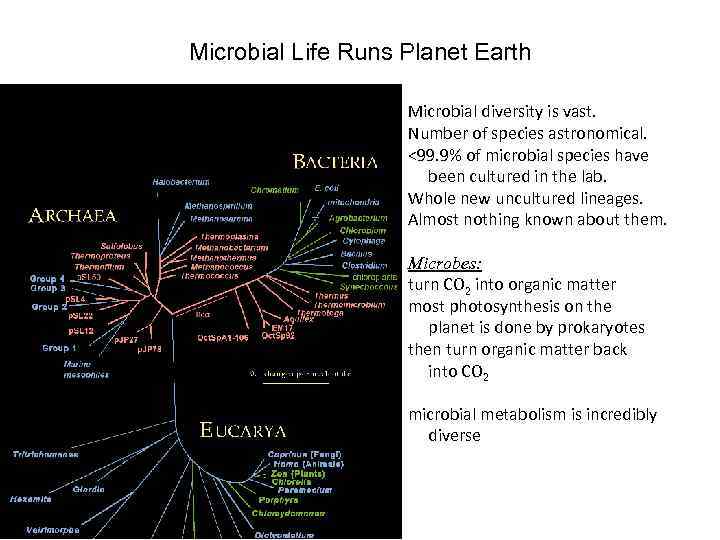 Microbial Life Runs Planet Earth Microbial diversity is vast. Number of species astronomical. <99.