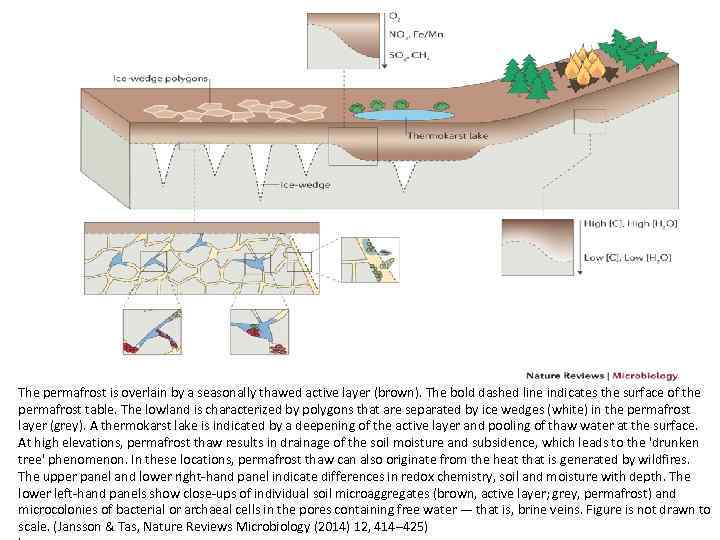 The permafrost is overlain by a seasonally thawed active layer (brown). The bold dashed