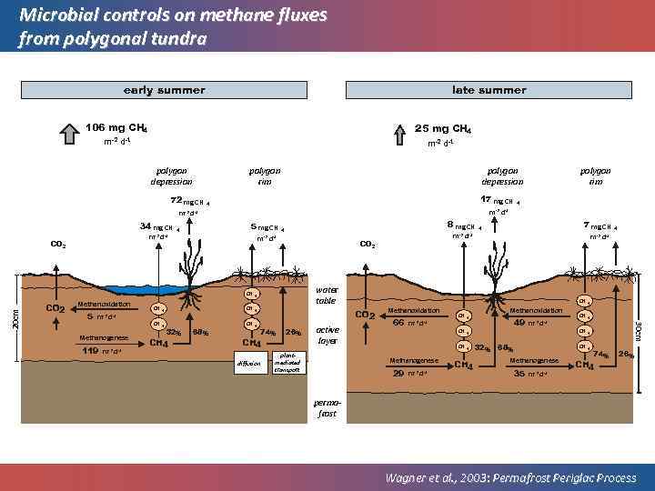 Microbial controls on methane fluxes from polygonal tundra late summer early summer 106 mg