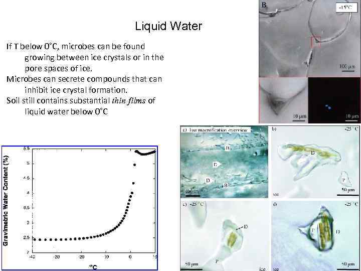 Liquid Water If T below 0˚C, microbes can be found growing between ice crystals
