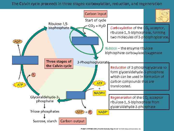 The Calvin cycle proceeds in three stages: carboxylation, reduction, and regeneration Carboxylation of the