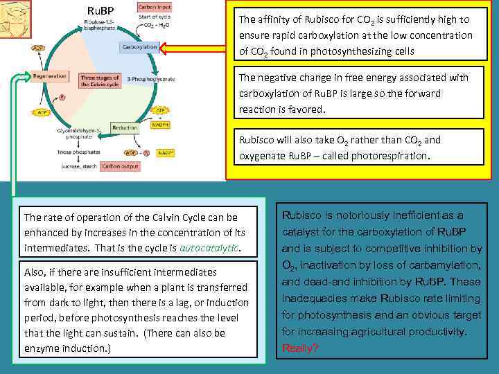 Ru. BP The affinity of Rubisco for CO 2 is sufficiently high to ensure