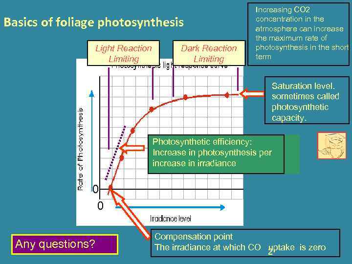 Basics of foliage photosynthesis Light Reaction Limiting Dark Reaction Limiting Increasing CO 2 concentration