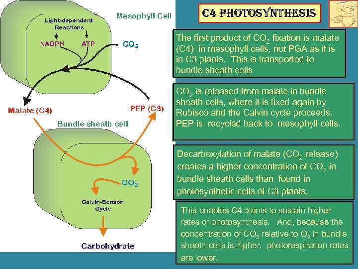 C 4 Photosynthesis The first product of CO 2 fixation is malate (C 4)