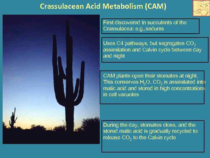 Crassulacean Acid Metabolism (CAM) First discovered in succulents of the Crassulacea: e. g. ,