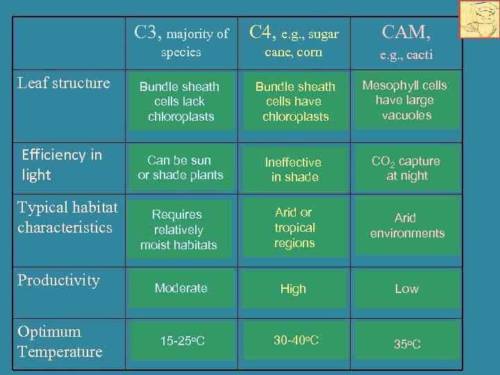 C 3, majority of C 4, e. g. , sugar CAM, cane, corn e.