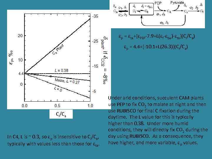 εp = εta+[εPEP-7. 9+L(εf-εtw)-εta](Ci/Ca) εp = 4. 4+[-10. 1+L(26. 3)](Ci/Ca) Ci/Ca In C 4,