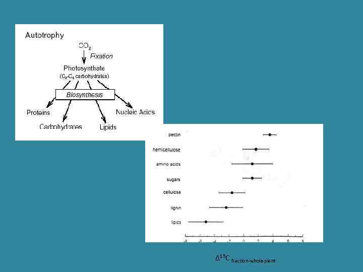 Δ 13 C fraction-whole plant 