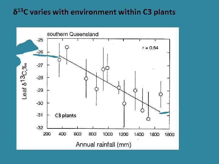 δ 13 C varies with environment within C 3 plants 