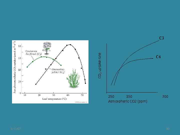 CO 2 uptake rate C 3 C 4 250 350 Atmospheric CO 2 (ppm)