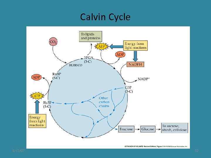 Calvin Cycle 9/12/07 32 