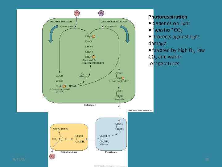 Photorespiration • depends on light • “wastes” CO 2 • protects against light damage