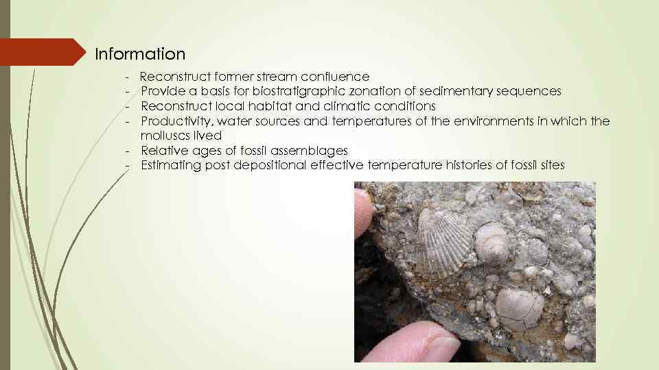 Information - Reconstruct former stream confluence Provide a basis for biostratigraphic zonation of sedimentary