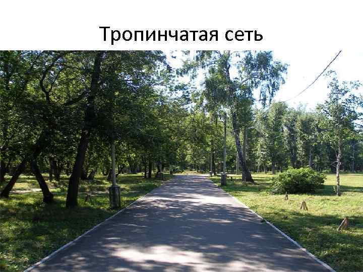 Тропинчатая сеть 