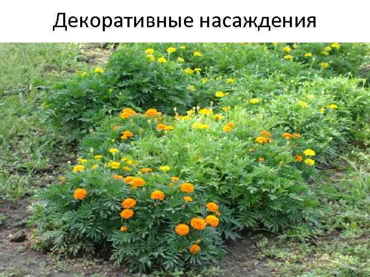 Декоративные насаждения 