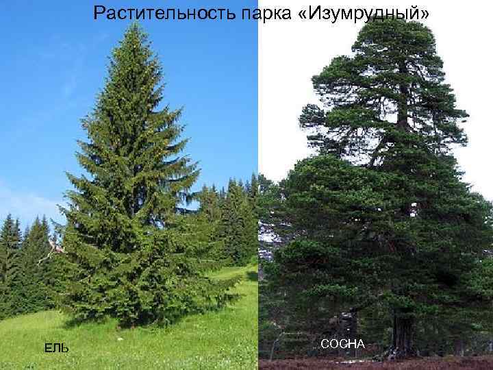 Растительность парка «Изумрудный» ЕЛЬ СОСНА 