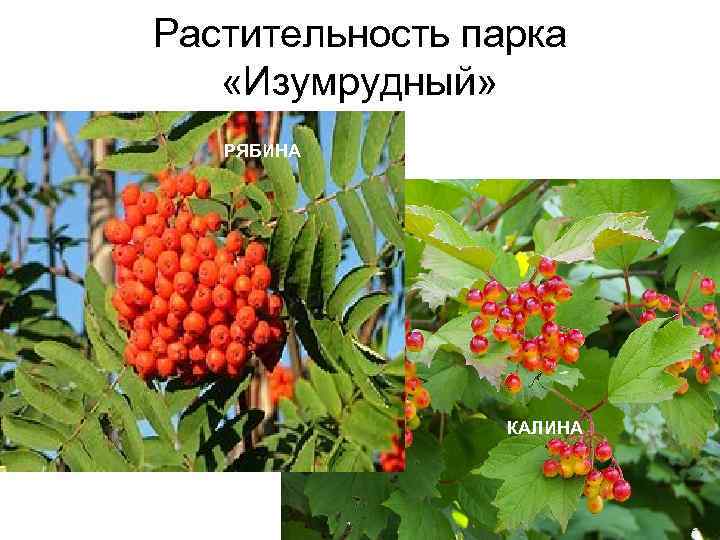 Растительность парка «Изумрудный» РЯБИНА КАЛИНА 