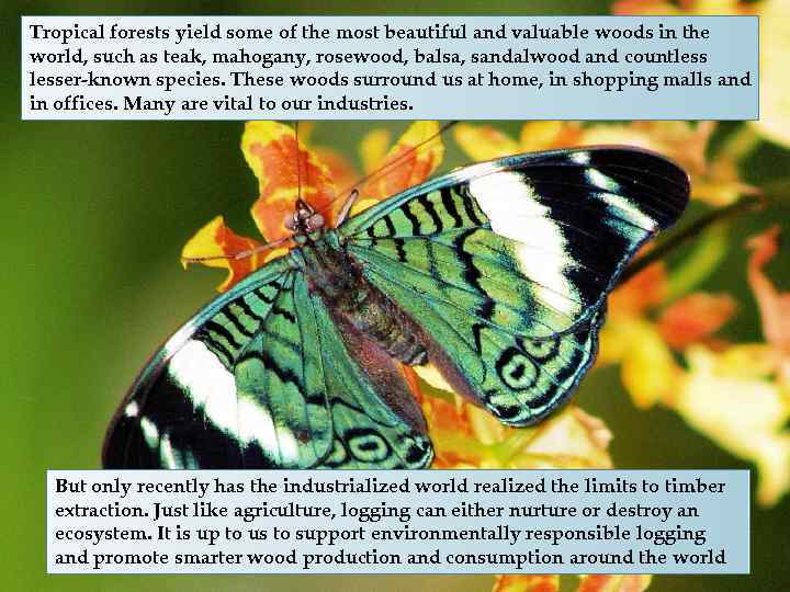 Tropical forests yield some of the most beautiful and valuable woods in the world,