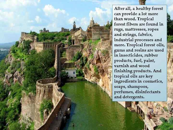 After all, a healthy forest can provide a lot more than wood. Tropical forest