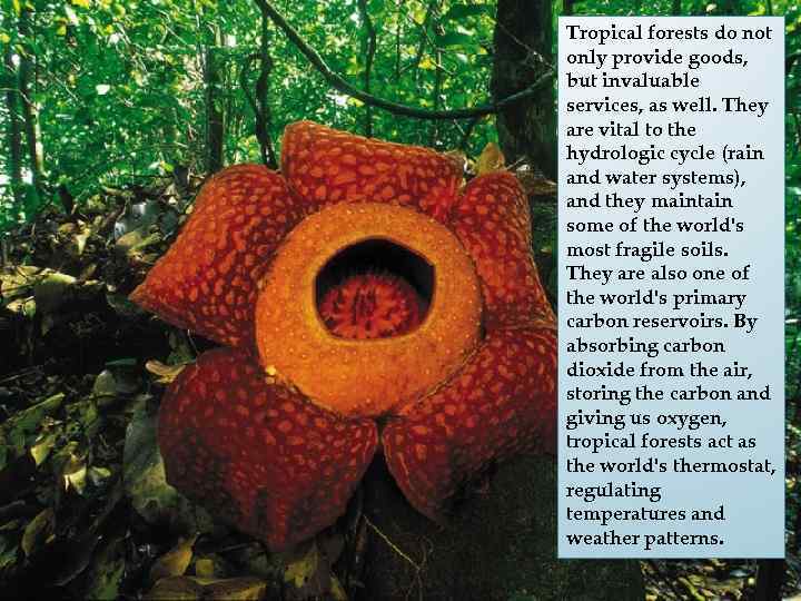 Tropical forests do not only provide goods, but invaluable services, as well. They are