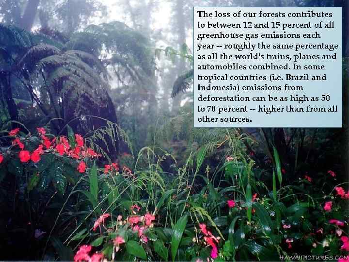 The loss of our forests contributes to between 12 and 15 percent of all