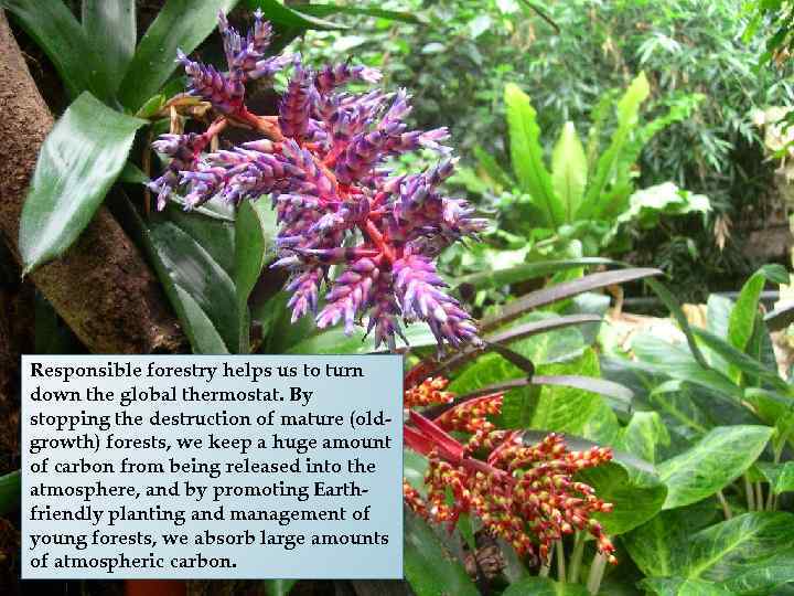 Responsible forestry helps us to turn down the global thermostat. By stopping the destruction