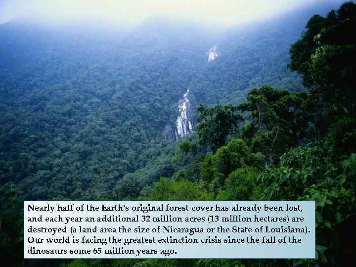 Nearly half of the Earth's original forest cover has already been lost, and each