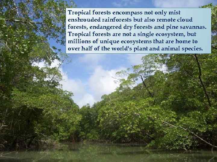 Tropical forests encompass not only mist enshrouded rainforests but also remote cloud forests, endangered