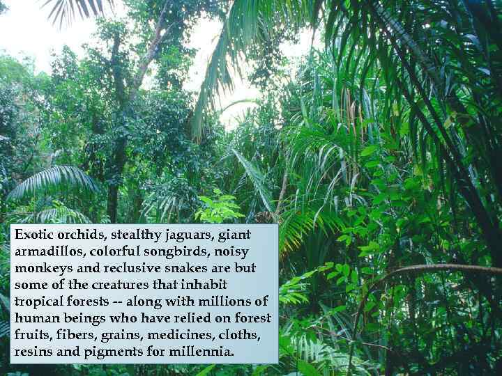 Exotic orchids, stealthy jaguars, giant armadillos, colorful songbirds, noisy monkeys and reclusive snakes are