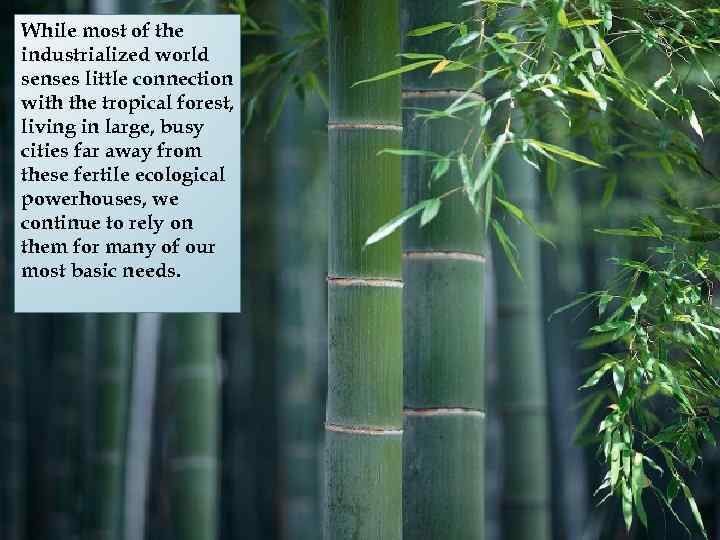 While most of the industrialized world senses little connection with the tropical forest, living