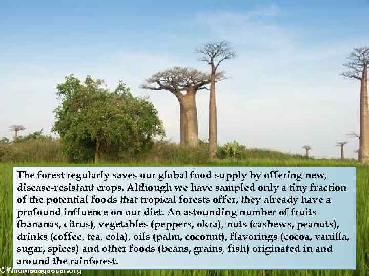 The forest regularly saves our global food supply by offering new, disease-resistant crops. Although