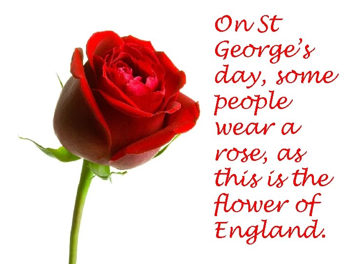 On St George’s day, some people wear a rose, as this is the flower