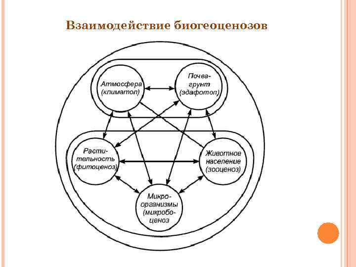 Взаимодействие биогеоценозов 