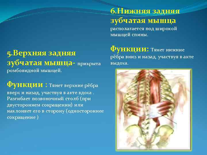 Задняя зубчатая мышца. Нижняя задняя зубчатая мышца функции. Функции задненижней зубчатой мышцы. Нижняя задняя зубчатая мышца иннервация. Задние зубчатые мышцы спины функции.