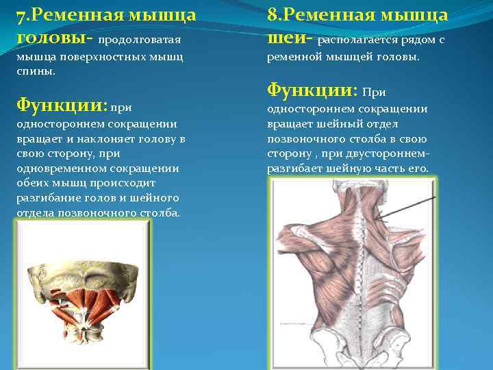 7. Ременная мышца головы- продолговатая мышца поверхностных мышц спины. Функции: при одностороннем сокращении вращает