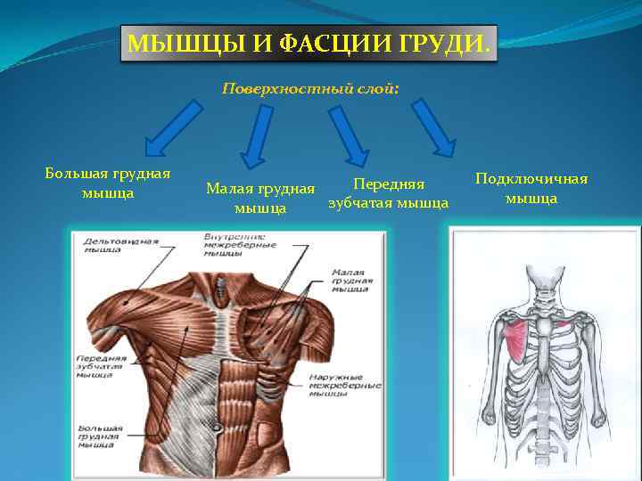 Собственные мышцы. Мышцы и фасции груди анатомия. Поверхностные мышцы и фасции груди и живота. Фасции грудных мышц. Топография мышц груди.