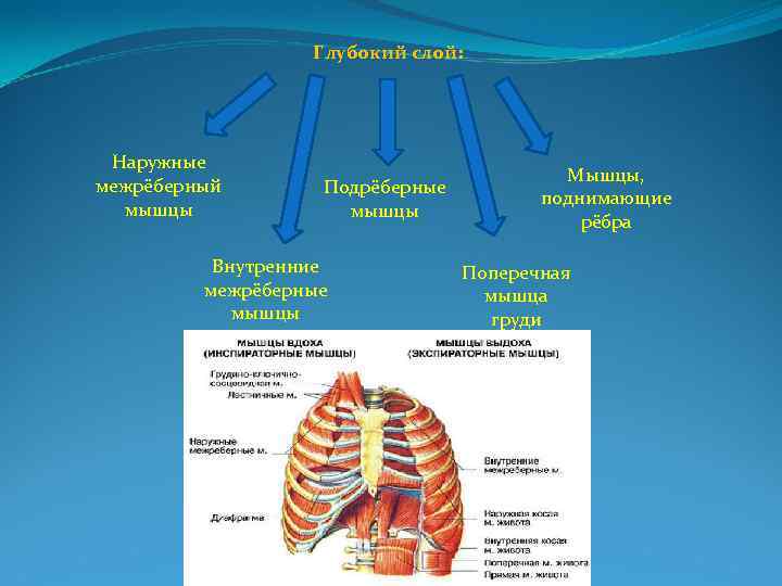 Межреберные мышцы. Наружные и внутренние межреберные мышцы. Наружные межреберные мышцы поднимают ребра. Наружные межреберные мышцы функции. Внутренние межреберные мышцы функции.