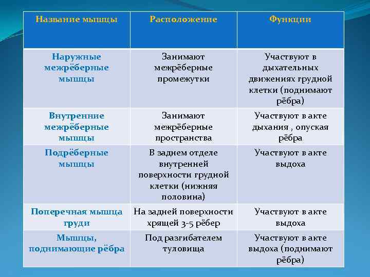 Название мышцы Расположение Функции Наружные межрёберные мышцы Занимают межрёберные промежутки Участвуют в дыхательных движениях