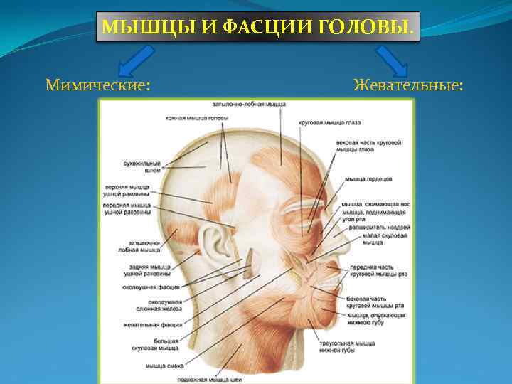 МЫШЦЫ И ФАСЦИИ ГОЛОВЫ. Мимические: Жевательные: 