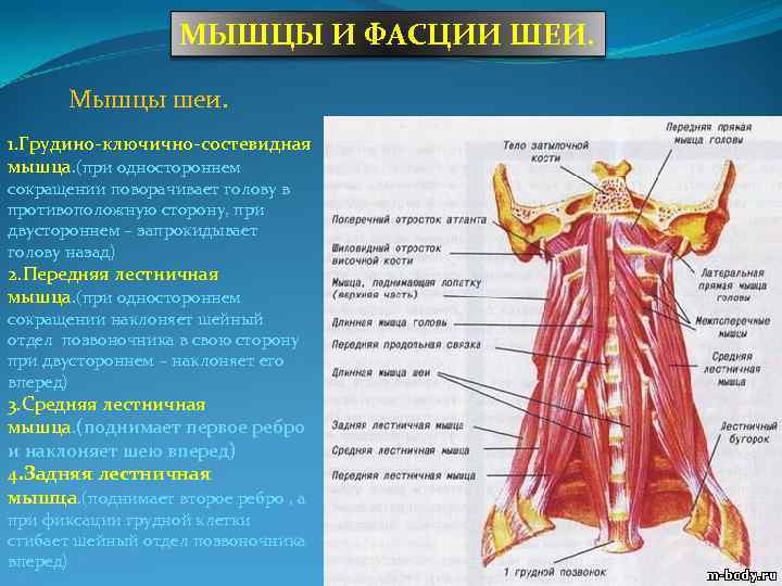 Лестничная мышца шеи фото