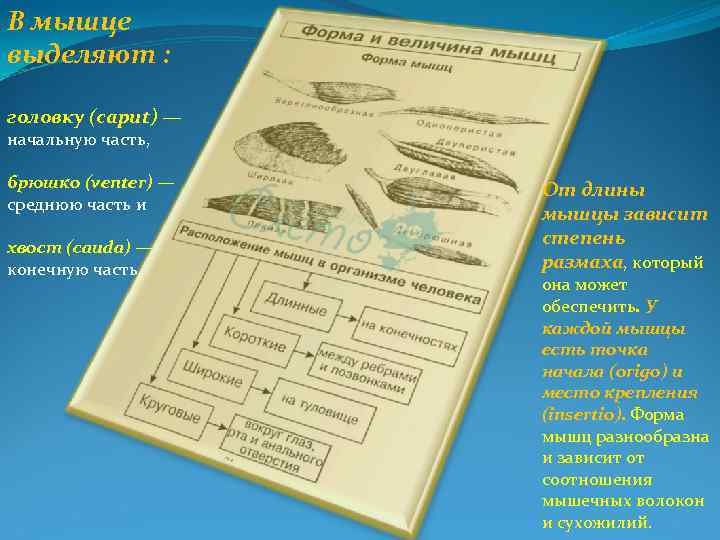 В мышце выделяют : головку (caput) — начальную часть, брюшко (venter) — среднюю часть