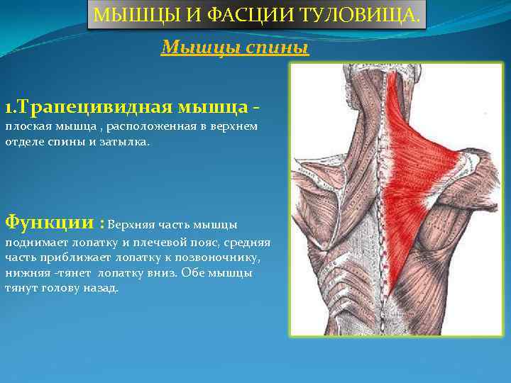 Плоские мышцы