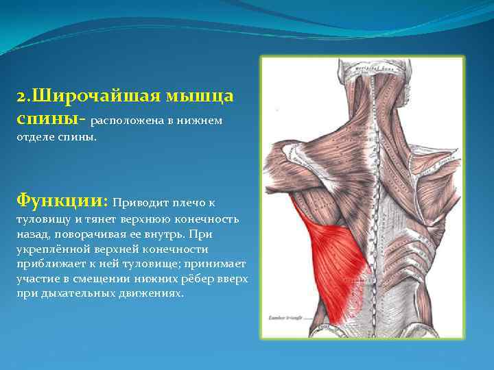 Приводит плечо к туловищу