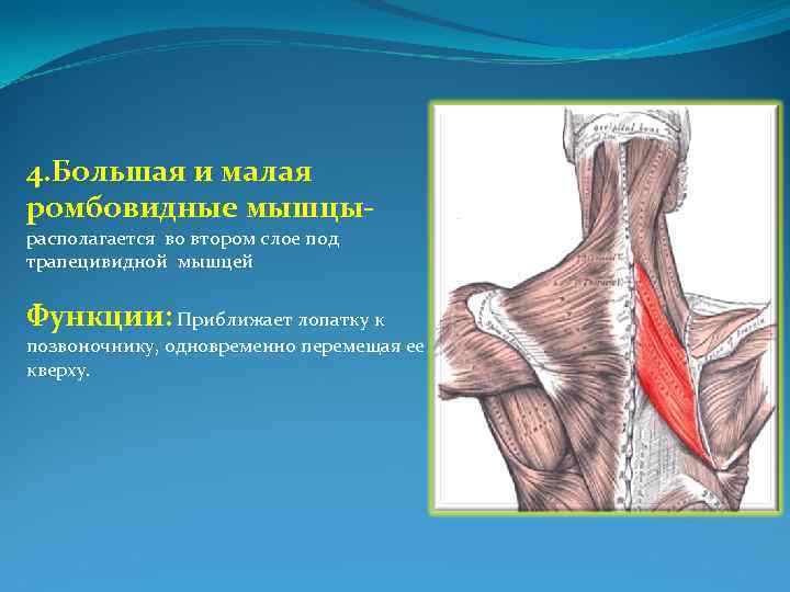 4. Большая и малая ромбовидные мышцырасполагается во втором слое под трапецивидной мышцей Функции: Приближает