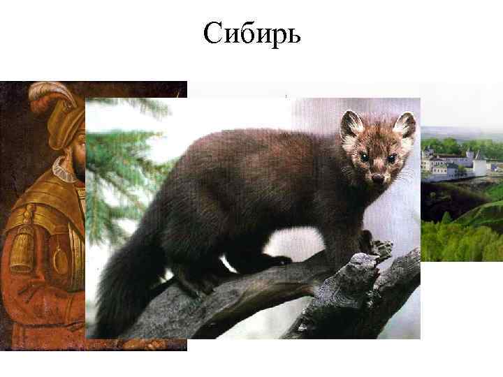 Сибирь 